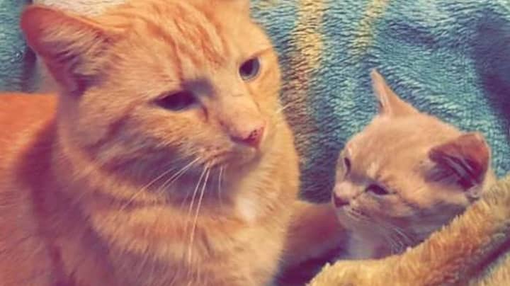Cat With 'Rare' Form Of Dwarfism Will Stay Kitten-Sized Forever