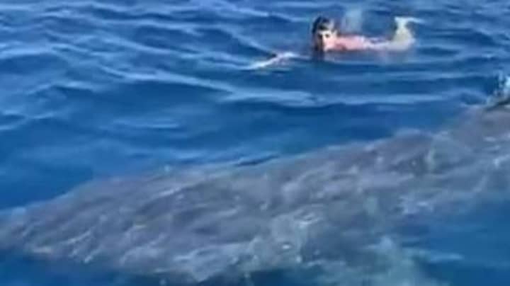 Swimmer Comes Face To Face With 20ft Basking Shark 