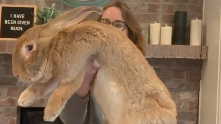 People Go Wild For Massive Pet Rabbit That Is Nearly As Big As Her Human Owners