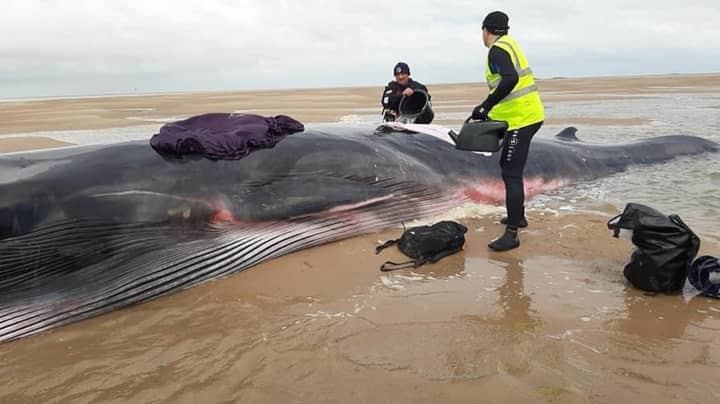 Whale Washes Up On British Estuary Twice In 24 Hours 