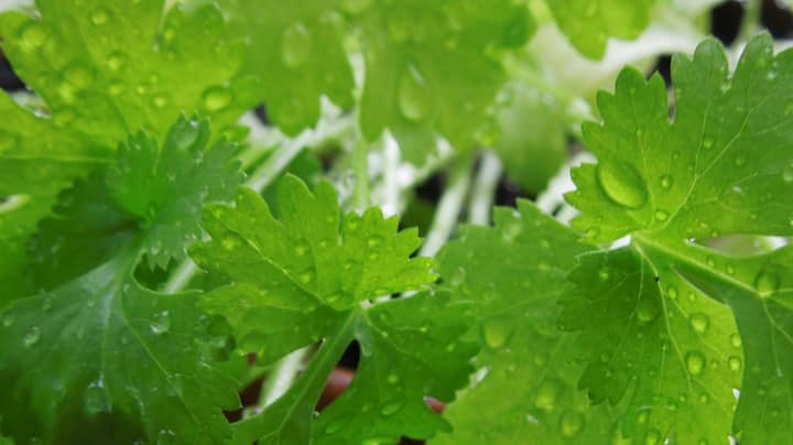 There's Facebook Page Dedicated To People Who Hate Coriander And Has Nearly 220,000 Members