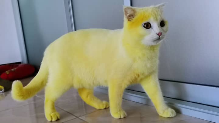 Woman Accidentally Dyes Cat Yellow After Applying Turmeric Treatment 
