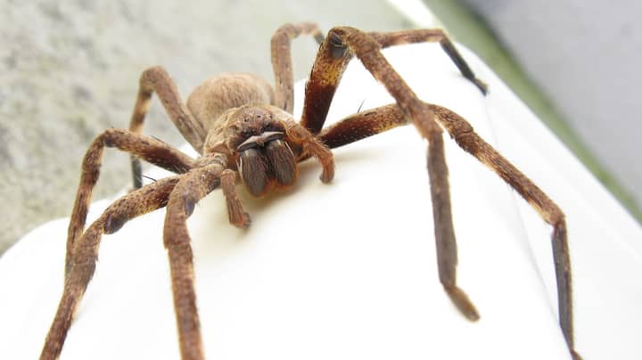 Huntsman Spider Population Has Exploded Across Australia 