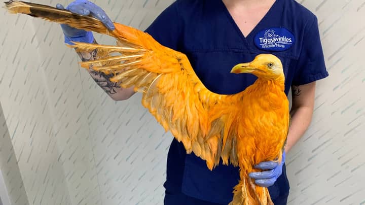 Brightly Coloured Bird Thought To Be Exotic Found To Just Be Covered In Curry