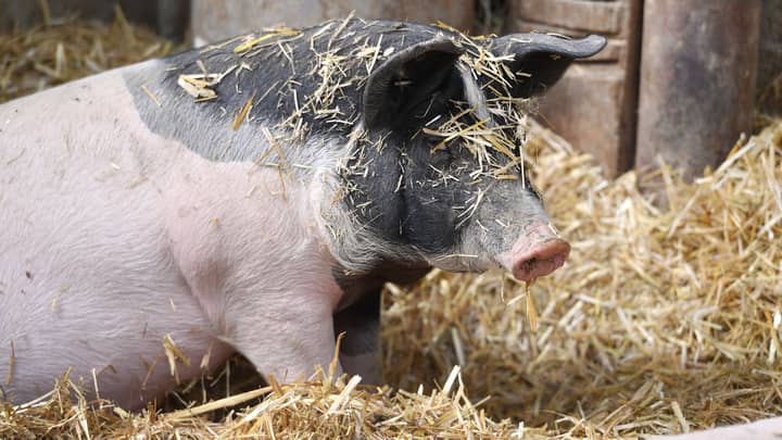 Farmers Jailed For Trying To Smuggle Pig Semen Into Australia To Create 'Super Sows'