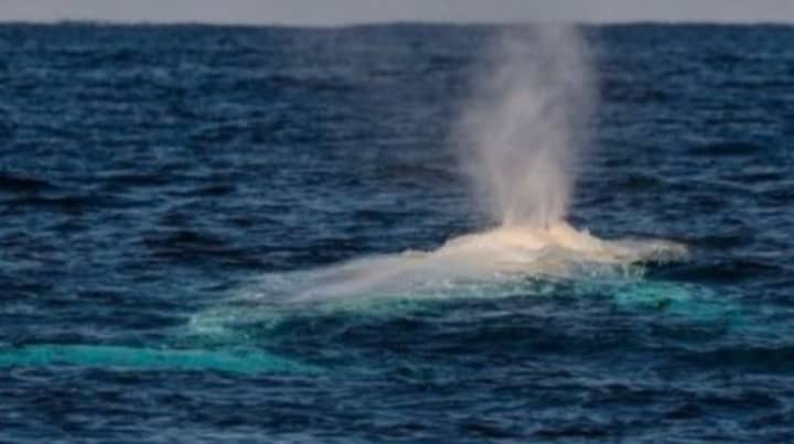 Possible Sighting Of The Elusive Migaloo Off The Coast Of Australia