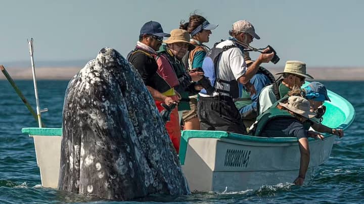Sneaky Whale Pops Up Behind Sightseers As They Look The Wrong Way