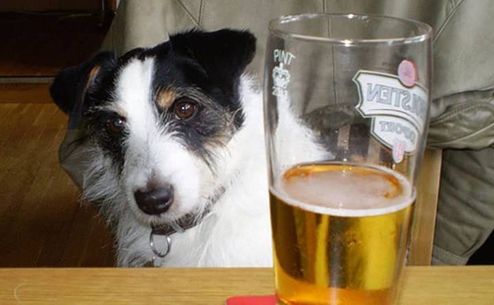 Here's Where The Phrase 'Hair Of The Dog' Comes From - LADbible