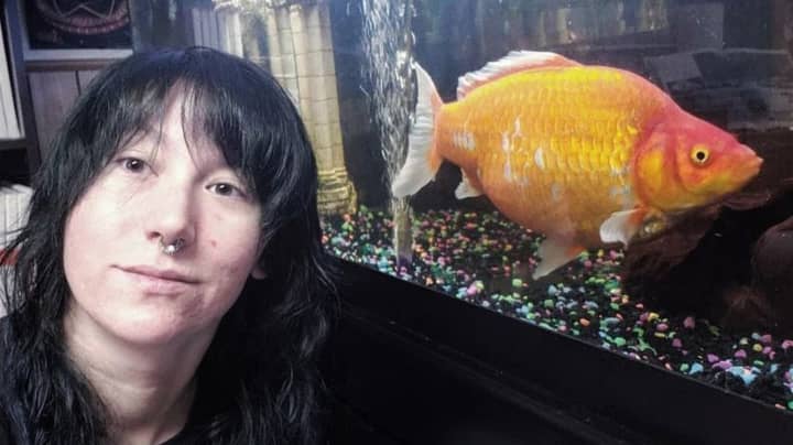 Woman Wins Goldfish Which Grows To Massive 12 Inches And Eats Other Fish In Tank