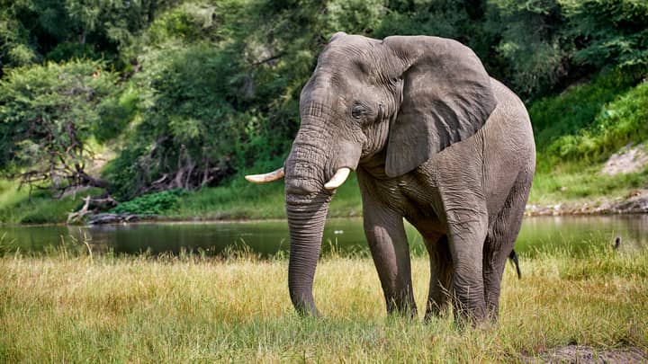 Suspected Poacher Trampled To Death By Elephant In South Africa