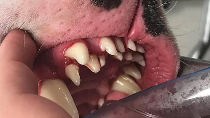 Dog Owner Shocked To Discover Her Adopted Great Dane Has 70 Teeth