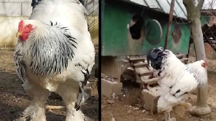 'Largest Chicken In The World' Settles Down With Two Hens