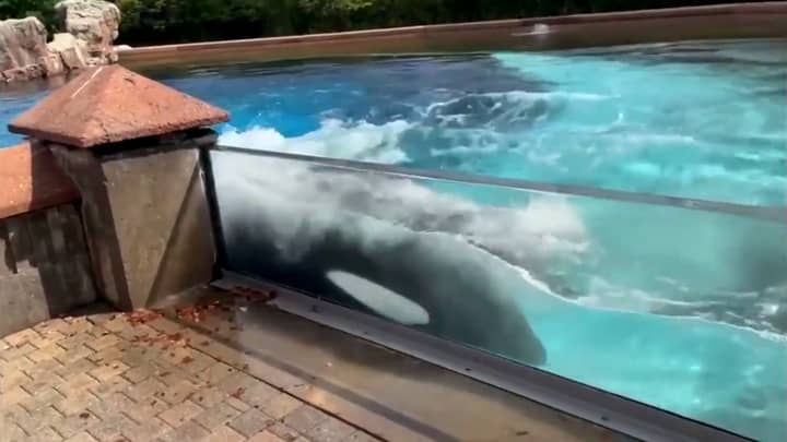 'World's Loneliest Killer Whale' Bangs Head Against Tank At Canadian Marine Park