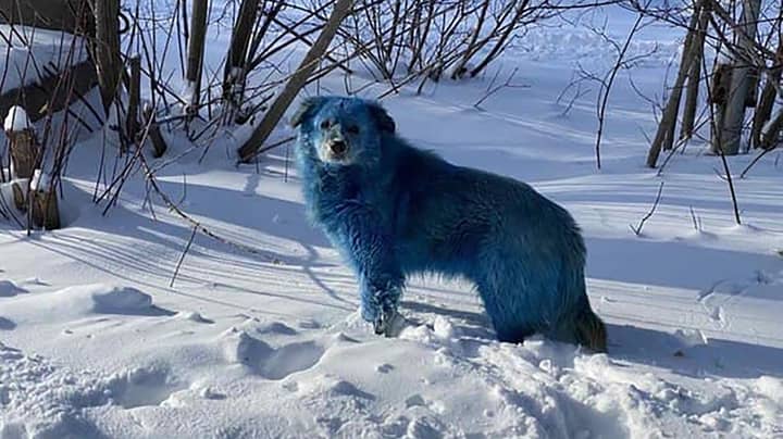 Stray Dogs To Be Checked After Fears They Turned Blue Due To Pollution