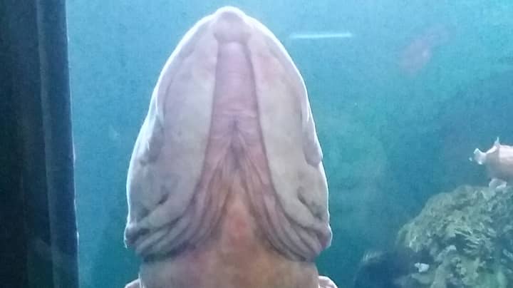 People 'Flabbergasted' By Huge 'Penis Fish' At Aquarium 