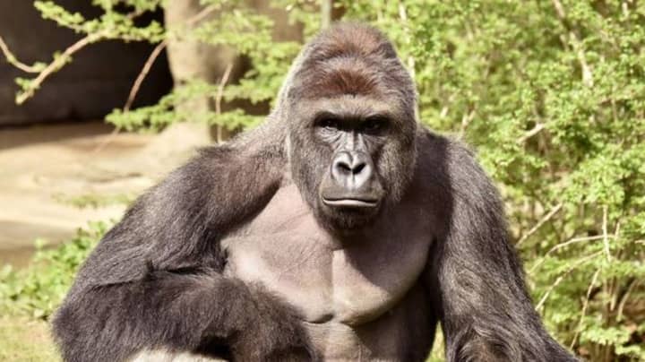 Here's Why Humans Have Bigger Dicks Than Other Apes - LADbible