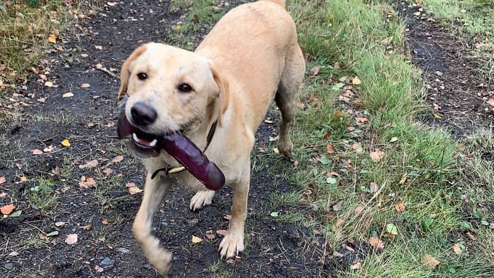 Woman Forced To Chase Labrador For 15 Minutes After He Refuses To Give Up Sex Toy