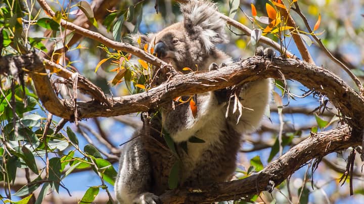 Koalas Could Be Classified As Endangered After Bushfire Crisis