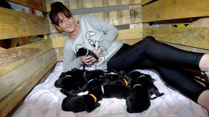 British Dog Could Have Set New World Record After Naturally Birthing 21 Puppies