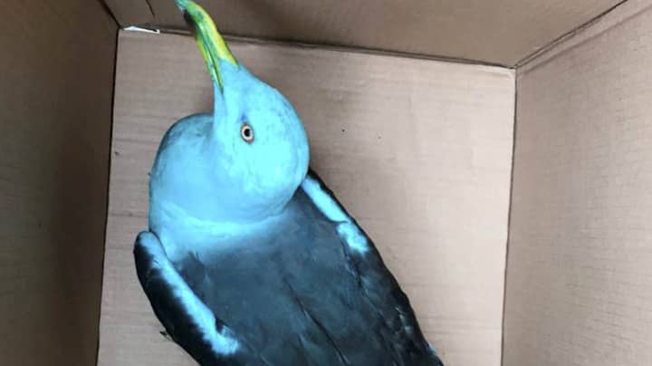 RSPCA Called Out To 'Tropical' Bird Find Seagull Dyed Blue