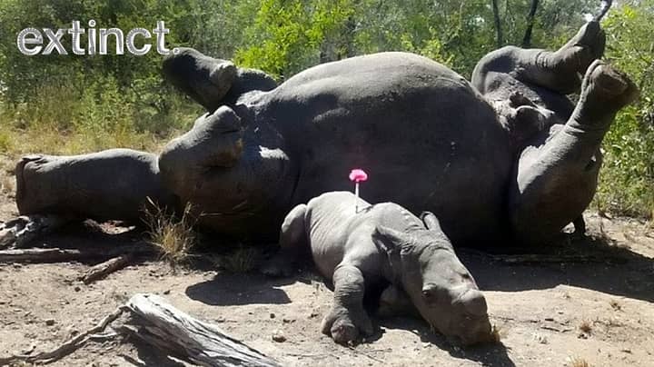 Arthur The Baby Rhino Lies Beside Dead Mother After She Was Shot By Poachers