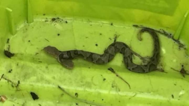 Woman Finds ‘Exceptionally Rare' Venomous Two-Headed Snake In Her Garden  