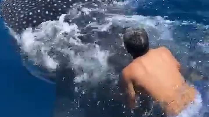 Man Jumps On Back Of Whale Shark And Rides Along While Holding Fin