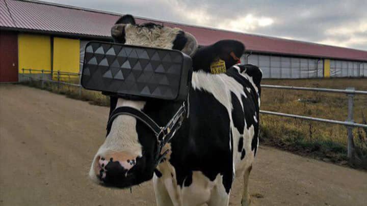 People Shocked As Viral Photos Of Cow VR Headsets Resurface