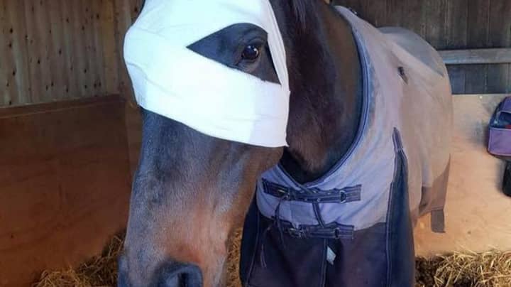 Horse Loses Eye After Being Hit By Firework