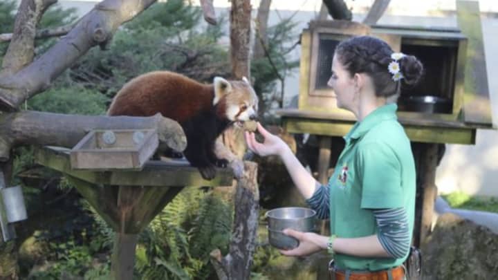 Zoo Keepers Self-Isolating With Animals So They Can Feed Them Amid  Coronavirus - LADbible