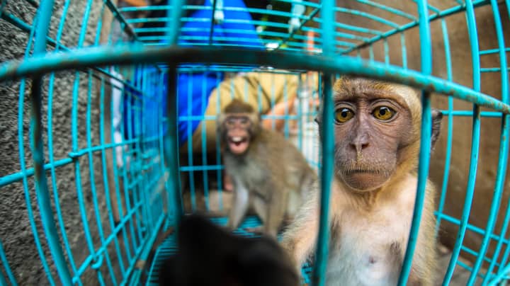 Chained Monkeys Being Sold For Less Than £4 In Bali