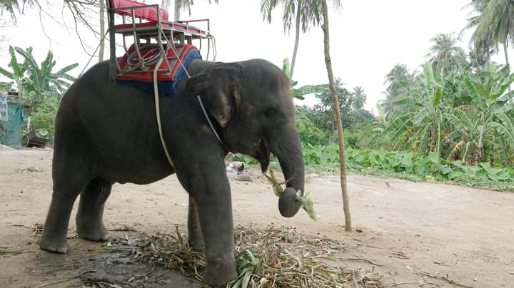 Tourists Urged Not To Ride Elephants In Thailand