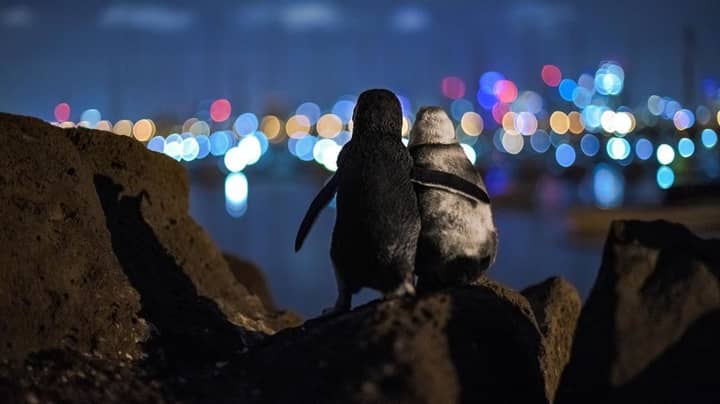 Viral Picture Of Widowed Penguins Wins Photography Prize