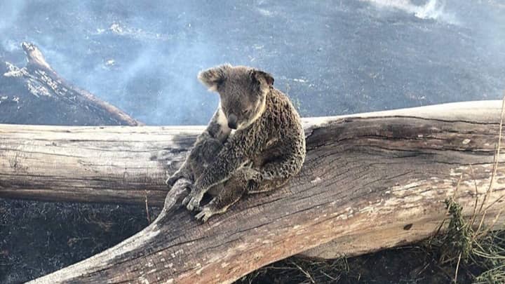 ​Koala Tries To Protect Her Baby From Bushfires In Australia