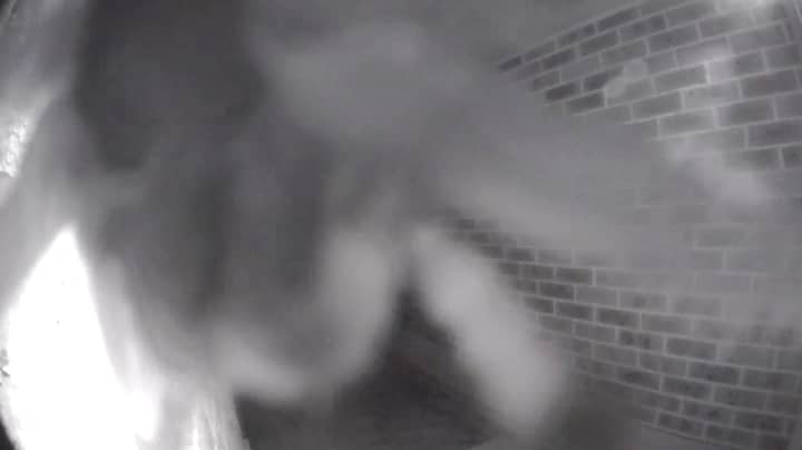 Aussie Man’s Doorbell Camera Captures Huntsman Crawling Around