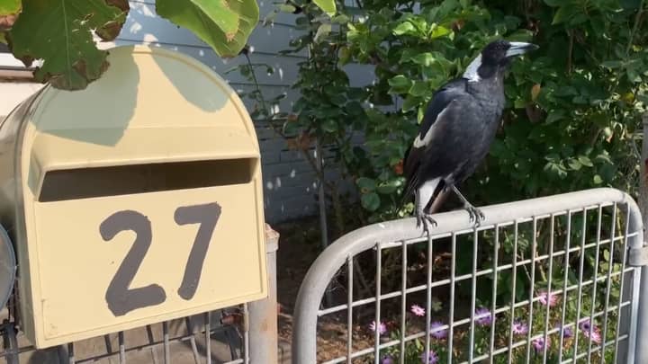 Magpie In Australia Filmed Mimicking Siren Noise