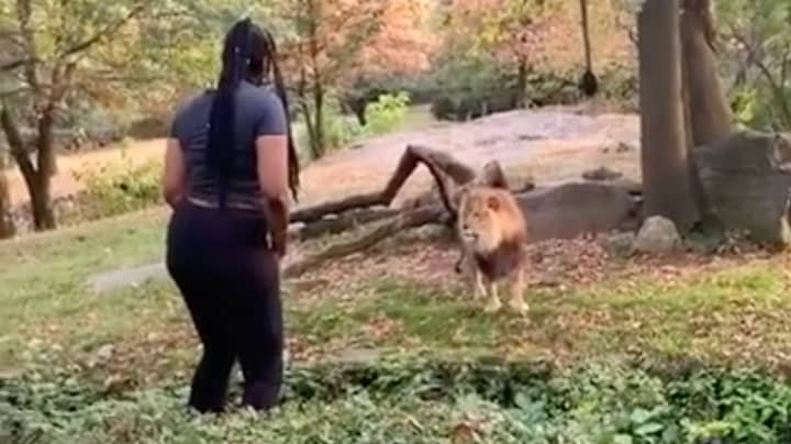 Woman Climbs Into Zoo Enclosure And Taunts Lion