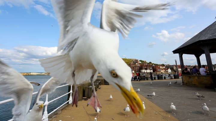 Couple Trapped In Their Home For Almost A Week Due To Aggressive Seagulls 