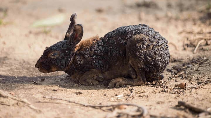 Horrifying Images Show Extent Of Animal Injuries From California Wildfires 