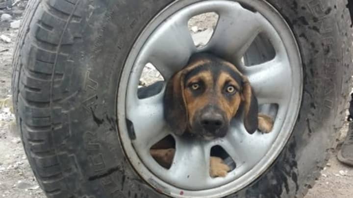 Footage Shows Poor Pooch Being Rescued After Getting Its Head Stuck In A Tyre