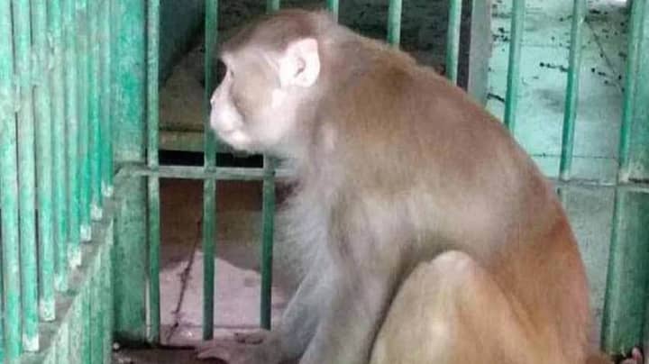Aggressive Alcoholic Monkey Now Behind Bars For Rest Of Its Life