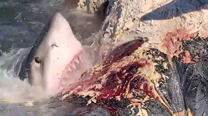 Fisherman Captures Great White Shark Feeding Frenzy On Whale Carcass