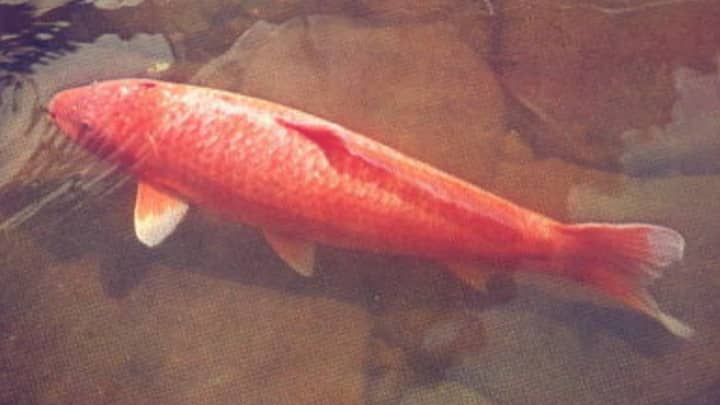​The World's Oldest Koi Fish Was 226 Years Old
