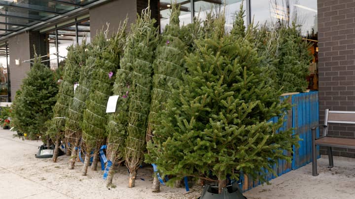 This Is When You Should Buy Your Real Christmas Tree