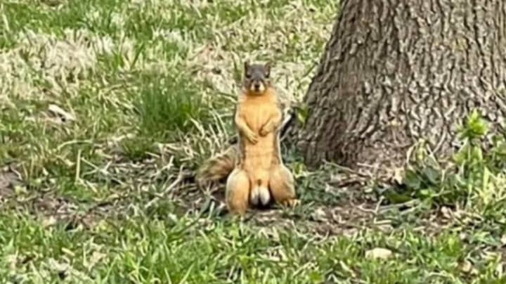 Dog Walker Stunned By 'Ripped' Squirrel's Huge 'Nuts' 