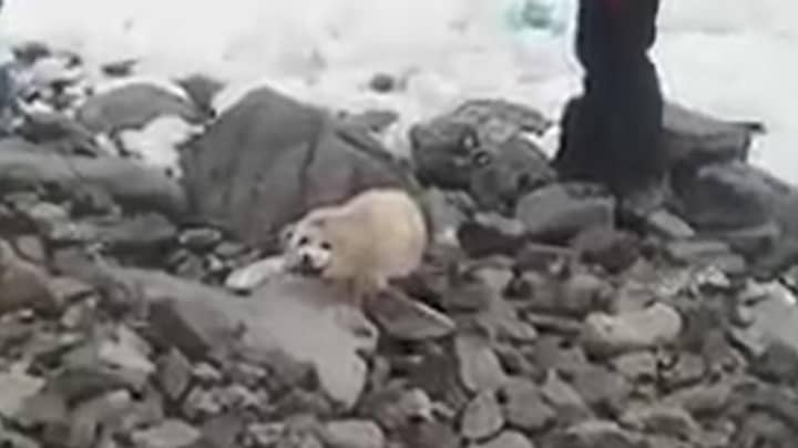 Baby Seal Dies From Stress After People Crowd Around It On Beach
