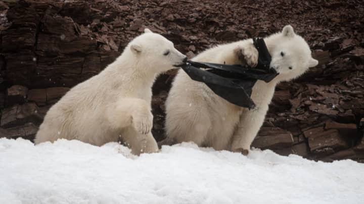 Polar Bear Cubs Photographed Attempting To Eat Plastic In The Arctic 