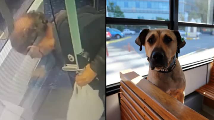 Man Tries To Frame Dog By Placing Poo On Tram Seat