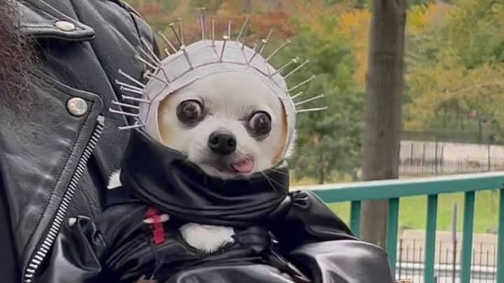 People Are Going Wild Over This Dog's Halloween Outfit