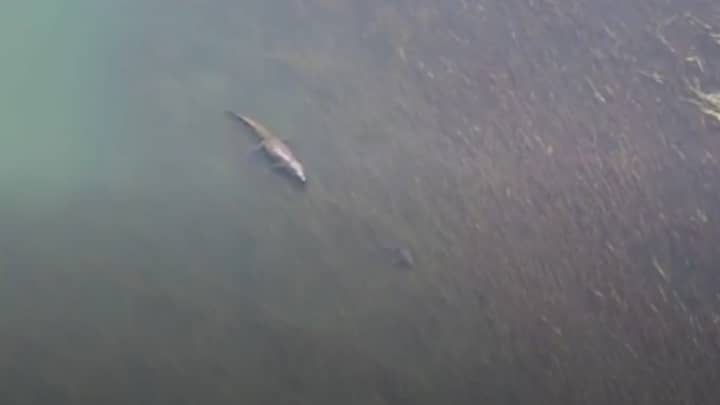 Giant Crocodile And Bull Shark Seen In Water Near Popular Swimming Spot